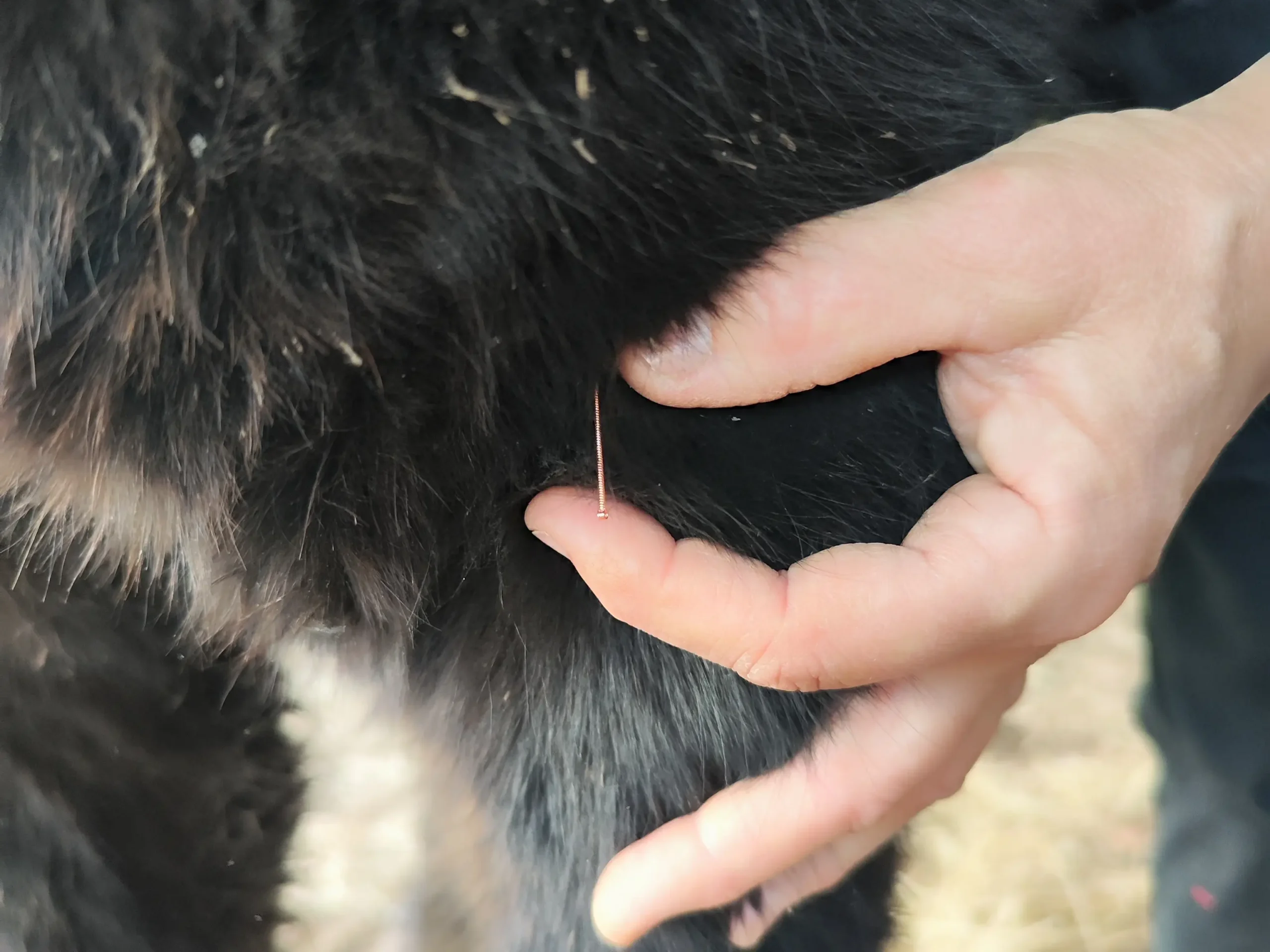 Aiguilles d'acupuncture placée dans le poitrail d'un poney noir