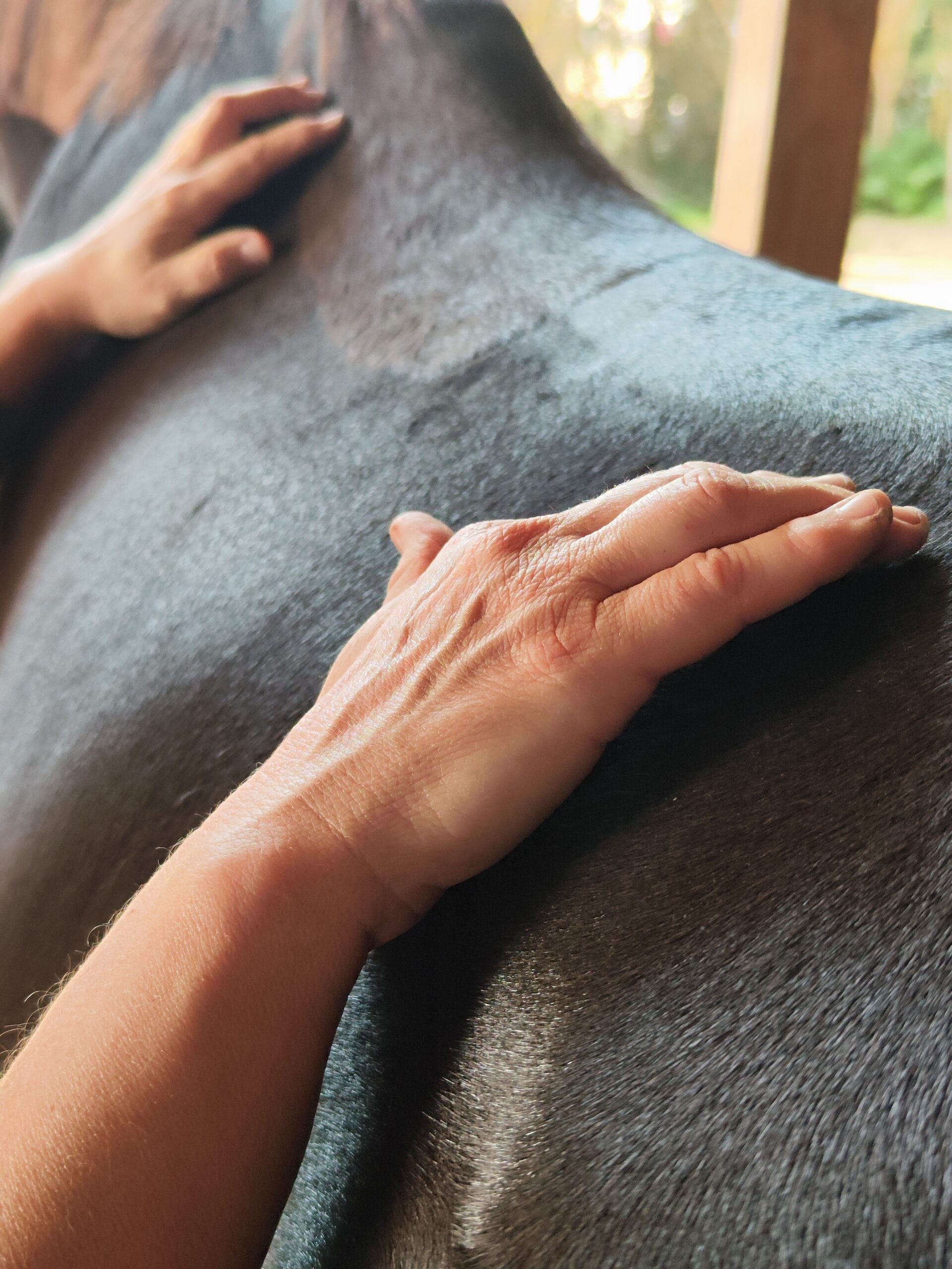 Les mains du Docteur Alexandre pratique de l'acupression sur le dos d'un cheval bai brun foncé. Elle le manipulent ainsi afin de soulager des douleurs dorsales. Ce cheval débute une carrière de Concours de sauts d'obstacles prometteuse et depuis que le docteur Alexandre le suit il est plus régulier dans ses foulées et mojns précipité sur ses barres, plus souple et franc.