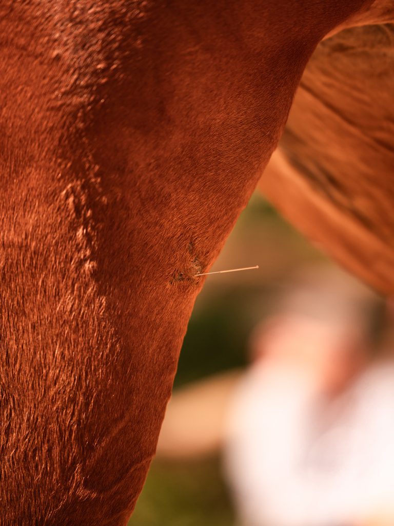 Aiguilles d'acupuncture dans le grasset d'une jument en soin pour préparer sa saison sportive - Jument qui concours en CSO.