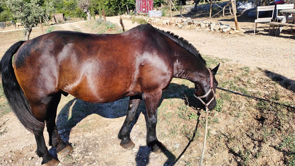 T, un an après le suivi du Dr Alexandre, le poil brillant, serein, en forme.