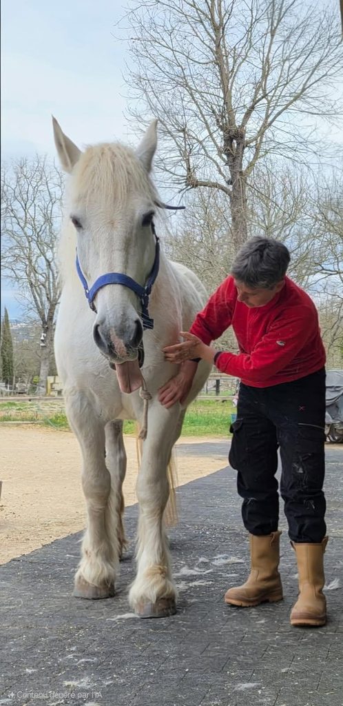 K, cheval âgé, suivi pour accompagner sereinement la prise d'Age chez un Grand boulonnais de 19 ans.